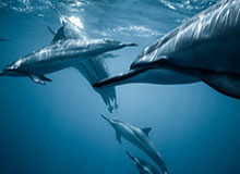 开云体育下载-足协：大连某俱乐部提起民事诉讼，张某某纠纷案中止审理